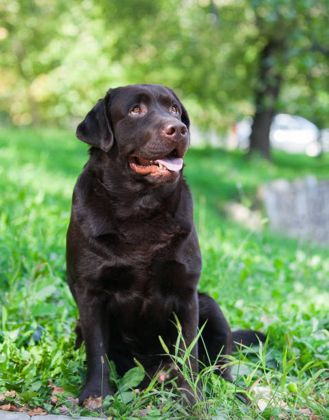 istock Chocolate labrador retriever portrait in the park 1453523881