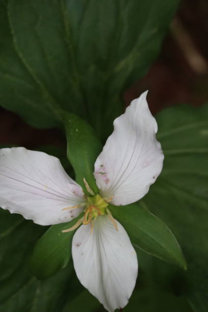 istock Mysterious Beauty: The White Rose with Green Petals 1453524112
