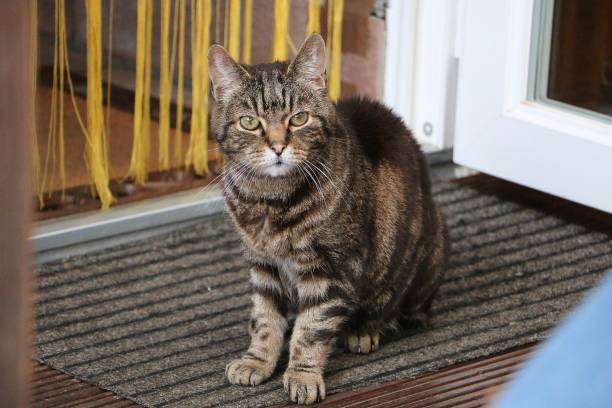 un hermoso gato está sentado en la terraza junto a una puerta abierta - gato de pelo corto fotografías e imágenes de stock