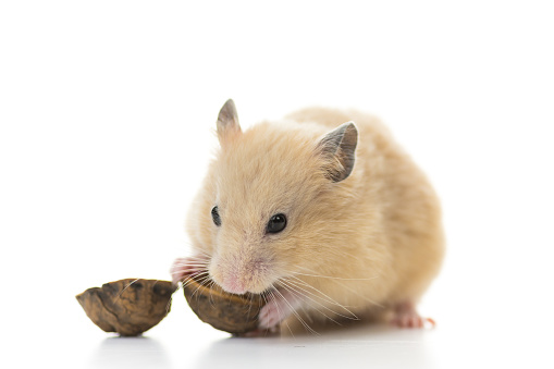 Golden Hamster eating a walnut on white background.