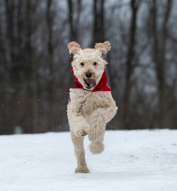 istock Goldendoodle Running Through the Snow 1453529198