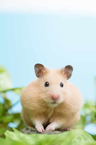 Golden Hamster hamster chewing food.