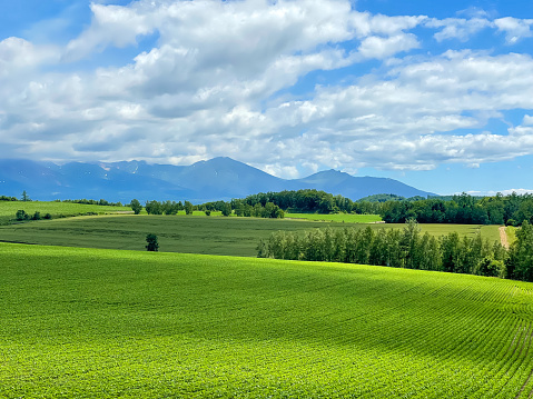 Grassland and blue sky, mountains