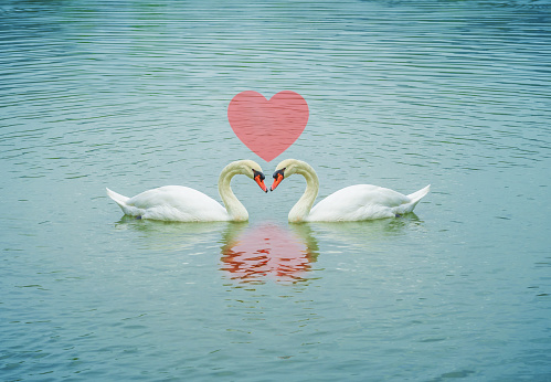 White Swans in pond with red heart shape in nature background