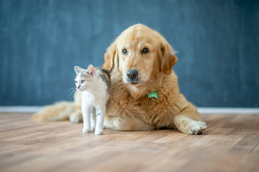 A Golden Retriever and a White and Gray cat pose together for a portrait in a studio as they await adoption.