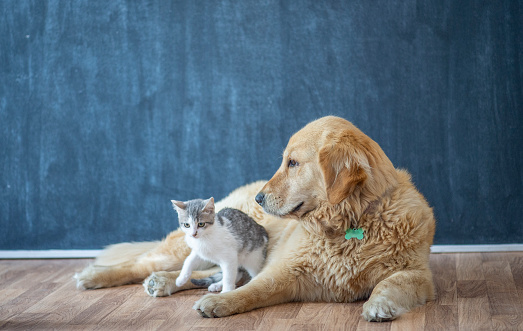 A Golden Retriever and a White and Gray cat pose together for a portrait in a studio as they await adoption.