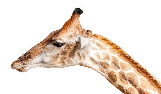 Giraffe head isolated on white background with clipping path