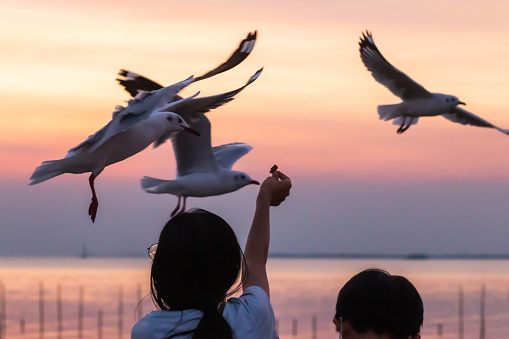 Seagulls gracefully landing for food: Feed Seagulls At Bang Pu Recreation Center, Samut Prakan. Tourist attraction in Thailand