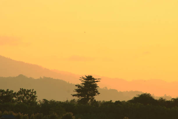I took the photos of Palm Tree silhouette one day in a summer when its sunset