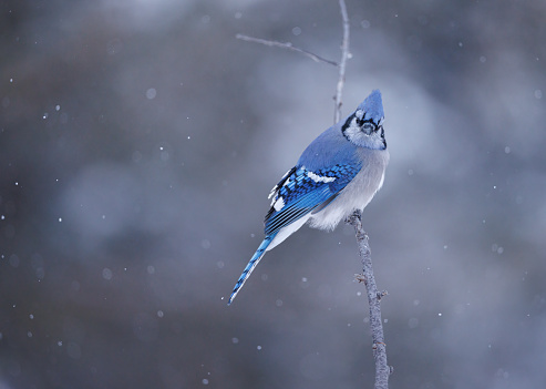 A side view of a blue jay with its head turned to look to the side over its should perched on a bare branch while it is snowing