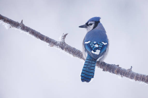 A blue jay on a snowy perch from behind with its head turned to the side