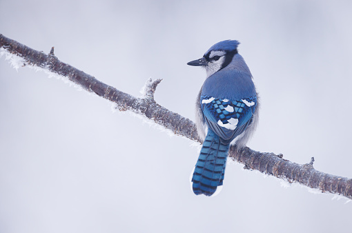 A blue jay looks back over its shoulder as it perches on a bare branch in the winter time