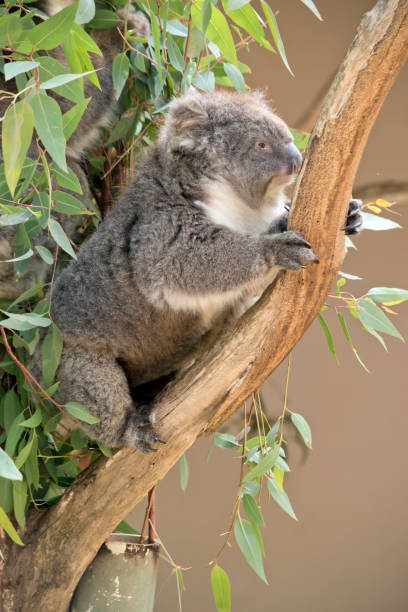istock the koala has grey fur on its body a white chest and white ears 1453552038