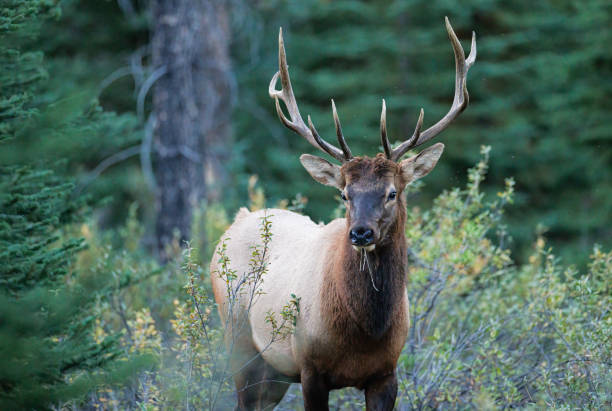 istock A bull elk standing in the forest eating some grass 1453552054