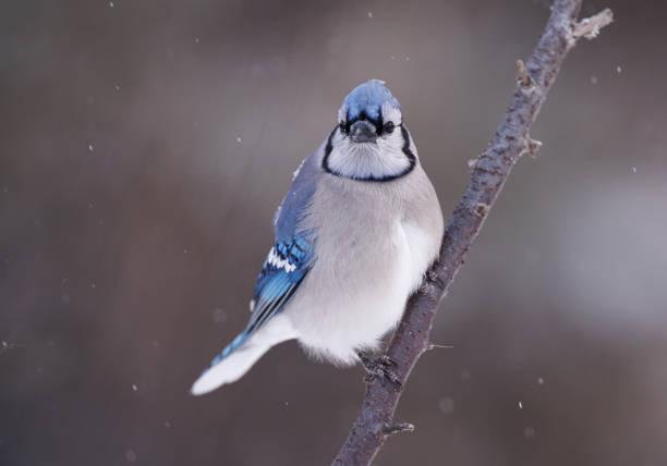 A blue jay leaning away from the bare branch it is perched on with a full front view of the jay