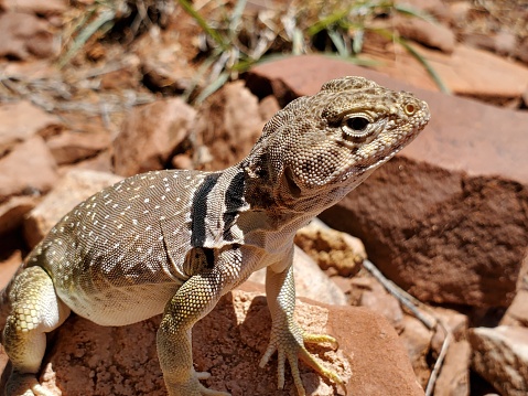 Colourful male Bloukop Koggelmander Lizard sitting on a rock selective focus with high rock formations behind
