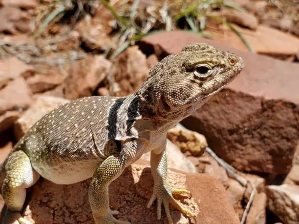 Photo of Lizard closeup