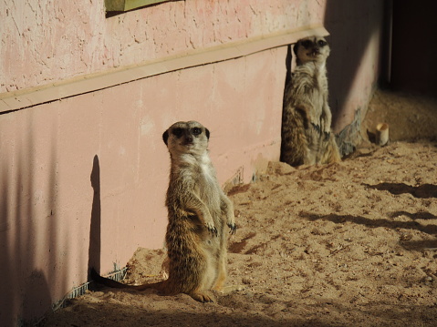 This image shows a wild meerkats relaxing and basking in the sun.