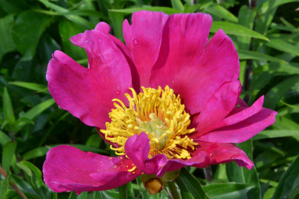 istock peony japanese macro, close-up 1453552269