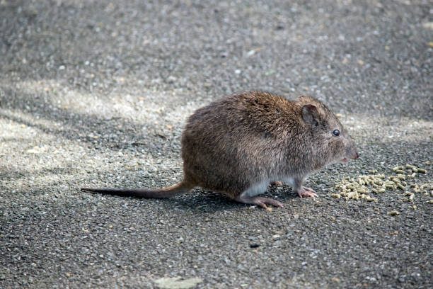 istock this is a side view of a potoroo a small marsupial 1453552939