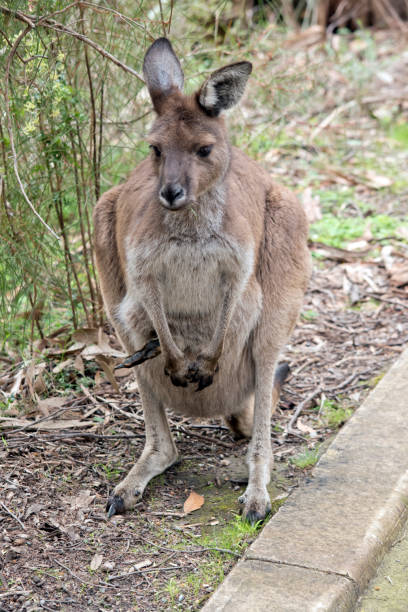 istock the westen grey kangaroo is mainly brown with a white chest and long tail and black tip 1453553005