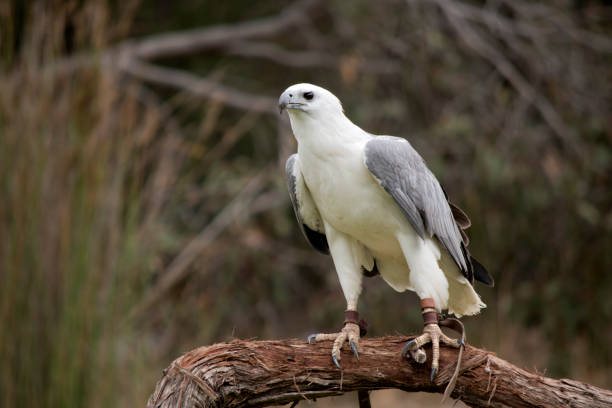 istock The White-bellied Sea-Eagle is the second largest raptor  found in Australia he is standing on a perch 1453553827