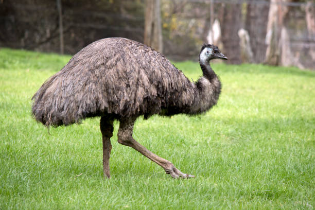 istock the Austalian emu is a large flightless bird with long feather on its back with a black head 1453554489