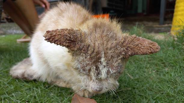 istock Domestic Cat With Scabies Cover All Body 1453556276