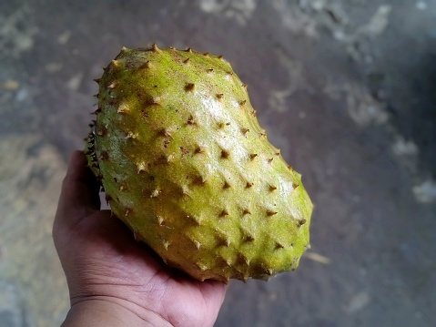 Fruta verde fresca de guanábana sostenida con la mano izquierda photo