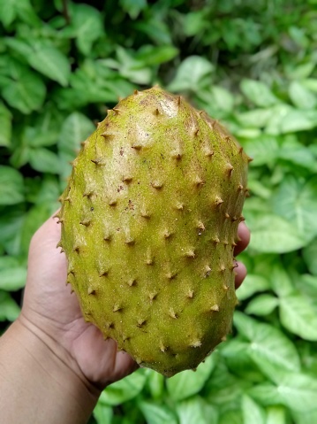 Fruta verde fresca de guanábana sostenida con la mano izquierda photo