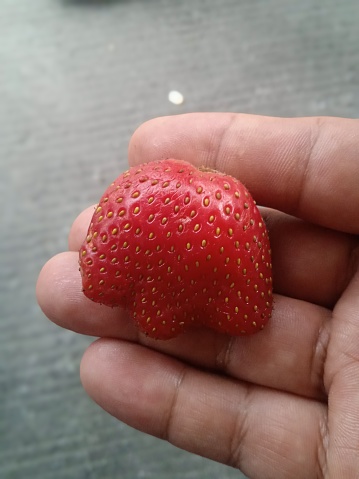 Gran fresa asimétrica roja sujeta con la mano derecha photo