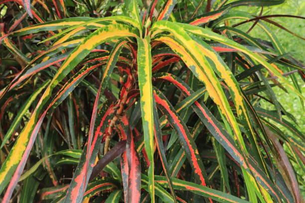 istock Croton plant or Codiaeum variegatum (L.) Rumph have long leaves. Natural pattern and background 1453560061