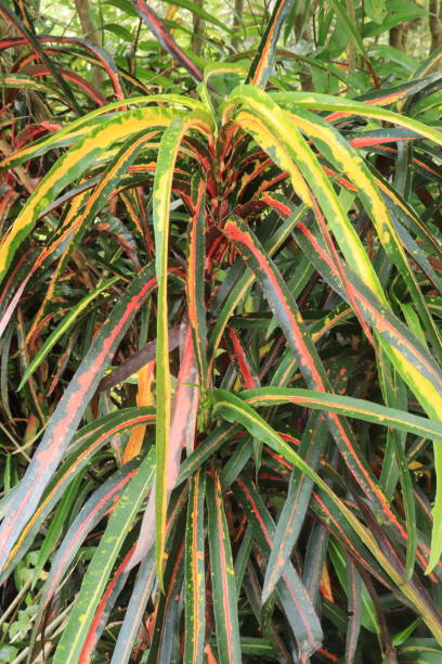 istock Croton plant or Codiaeum variegatum (L.) Rumph have long leaves. Natural pattern and background 1453560073