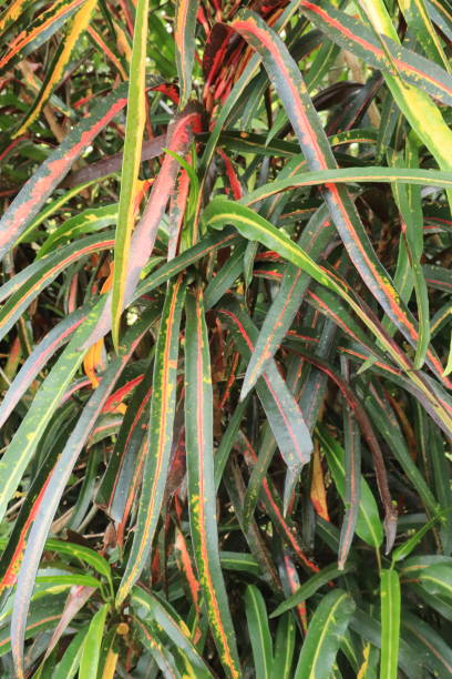 istock Croton plant or Codiaeum variegatum (L.) Rumph have long leaves. Natural pattern and background 1453560078