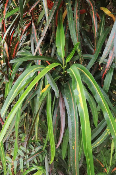 istock Croton plant or Codiaeum variegatum (L.) Rumph have long leaves. Natural pattern and background 1453560123