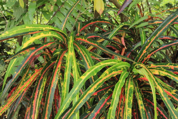 istock Croton plant or Codiaeum variegatum (L.) Rumph have long leaves. Natural pattern and background 1453560132