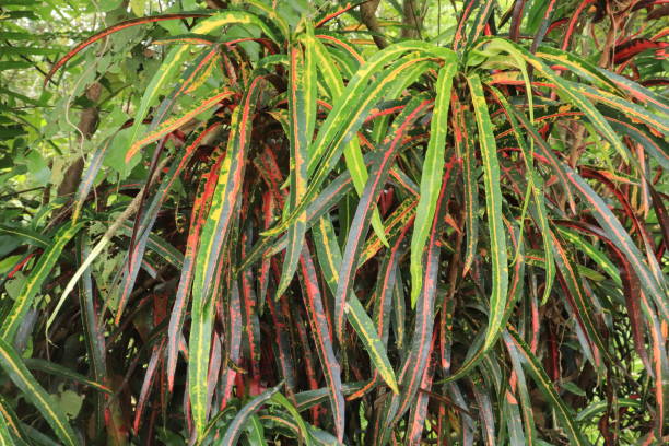 istock Croton plant or Codiaeum variegatum (L.) Rumph have long leaves. Natural pattern and background 1453560189