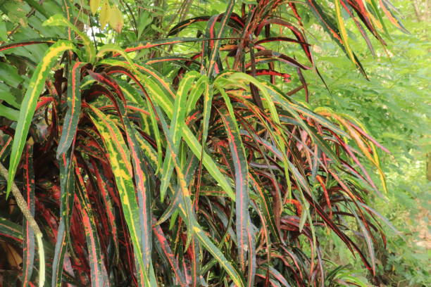 istock Croton plant or Codiaeum variegatum (L.) Rumph have long leaves. Natural pattern and background 1453560205