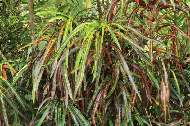 istock Croton plant or Codiaeum variegatum (L.) Rumph have long leaves. Natural pattern and background 1453560209