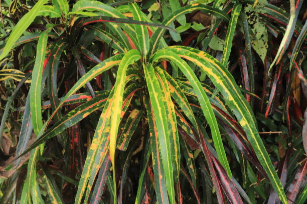 istock Croton plant or Codiaeum variegatum (L.) Rumph have long leaves. Natural pattern and background 1453560210