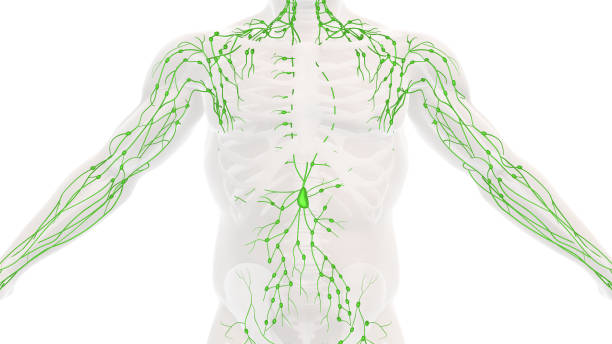 anatomia układu limfatycznego człowieka - lymph node zdjęcia i obrazy z banku zdjęć