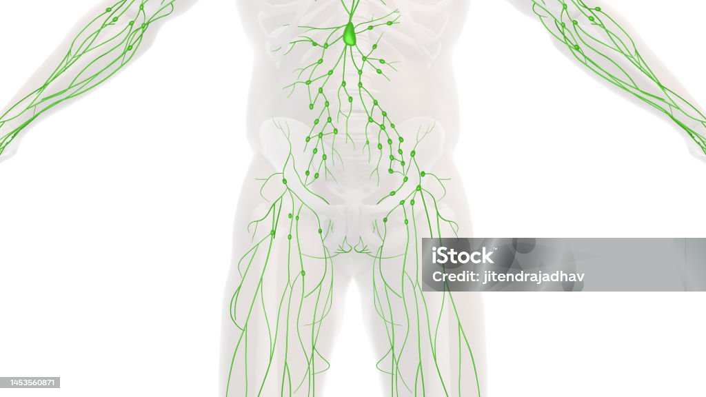 Anatomy Of The Human Lymphatic System Stock Photo Biology Diagrams
