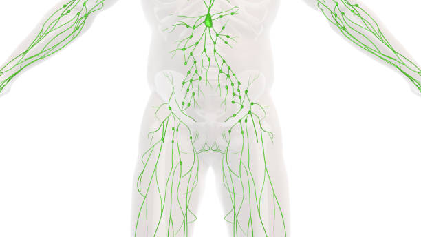 anatomia układu limfatycznego człowieka - lymph node zdjęcia i obrazy z banku zdjęć