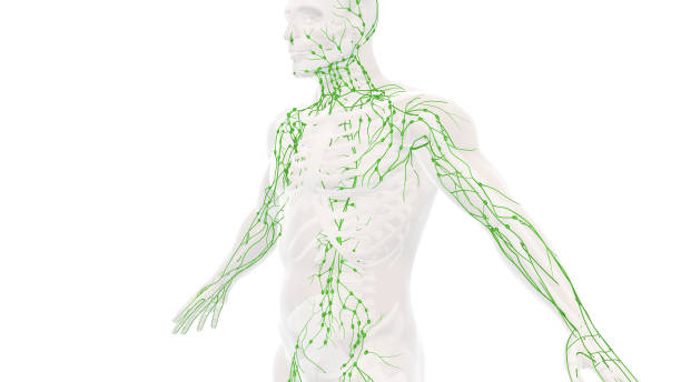 backgound de anatomía del sistema linfático humano - lymphatic system fotografías e imágenes de stock