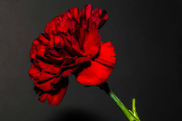 Red Carnation . Side view . Close up stock photo