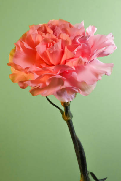 Pink Carnation on light green background stock photo
