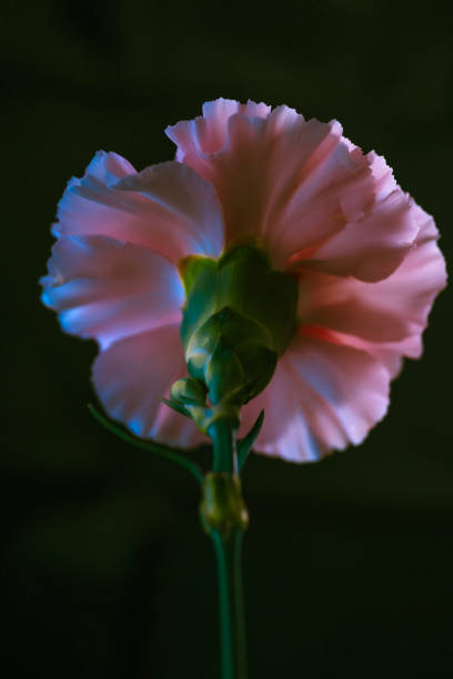 Pink Carnation stock photo