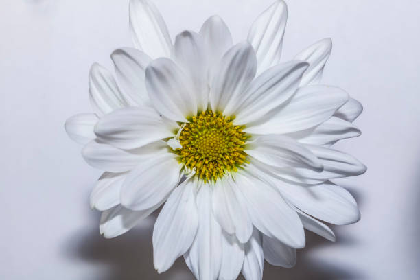 White Common Daisy stock photo