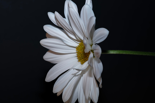 White Common Daisy . Side view . Close up
