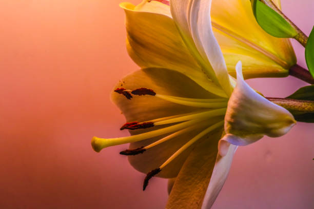 Day lilies . Close up of side view stock photo